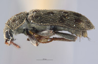 Listrus tincticornis image