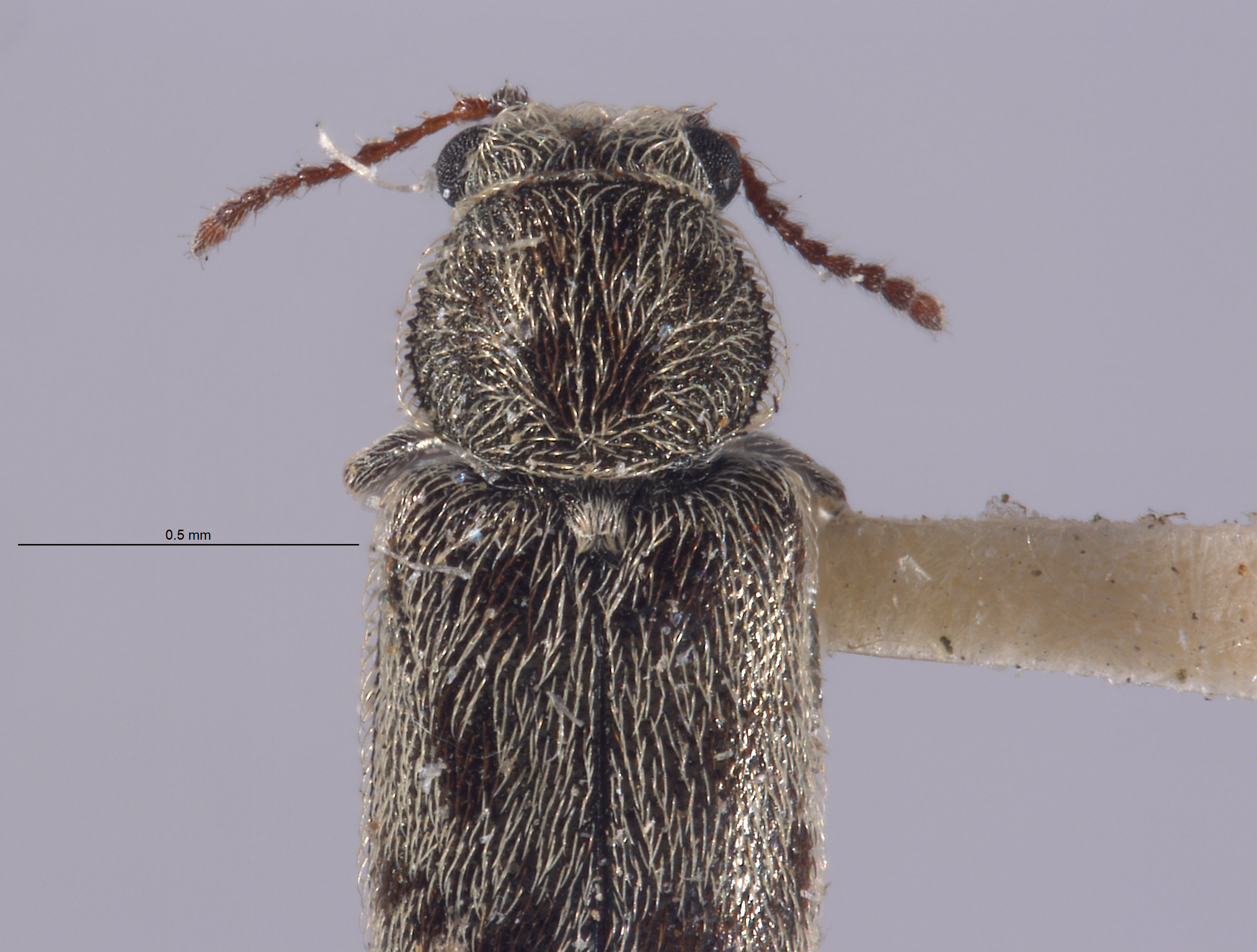 Listrus tincticornis image