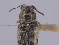 Image of Listrus tincticornis