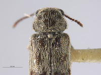 Listrus tincticornis image