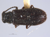 Dasytes nevadensis image