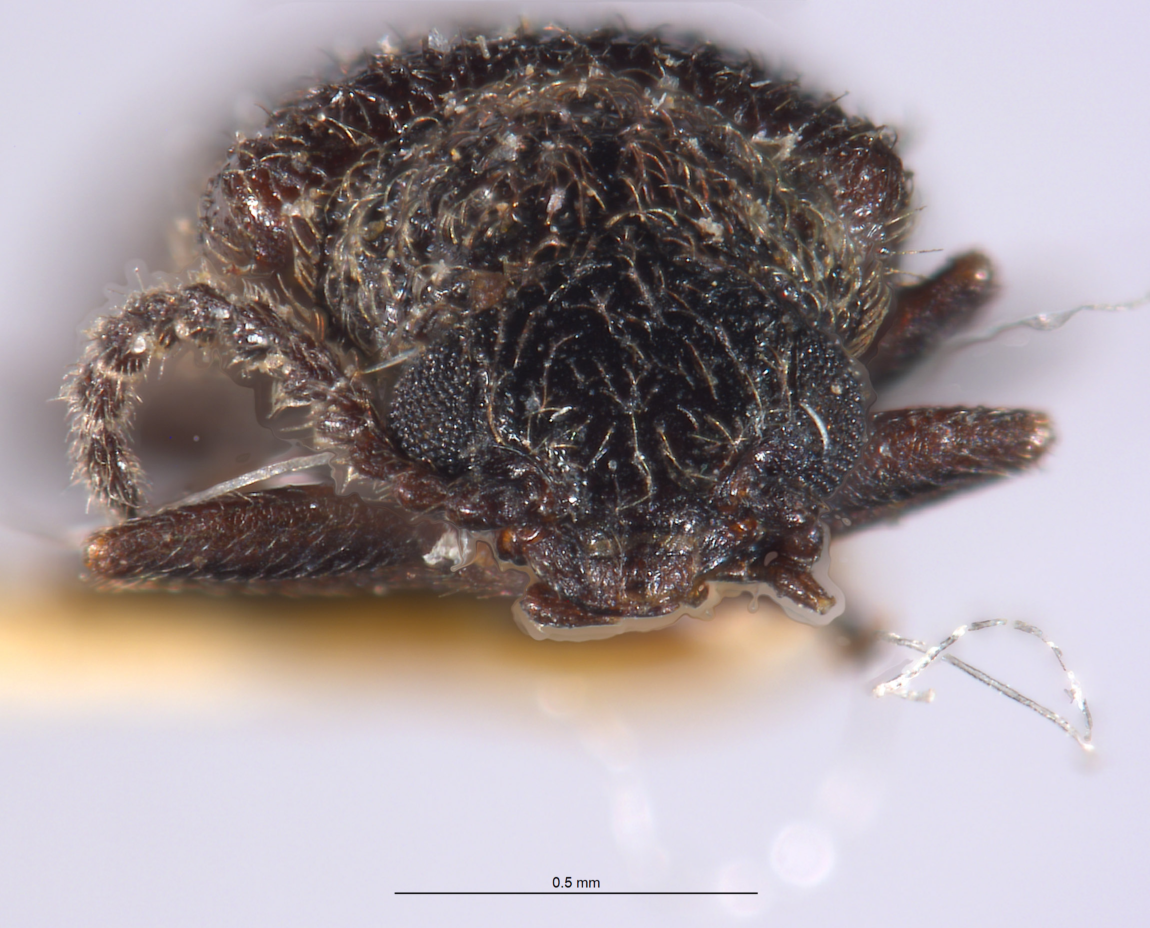 Dasytes nevadensis image