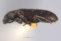 Dasytes nevadensis image