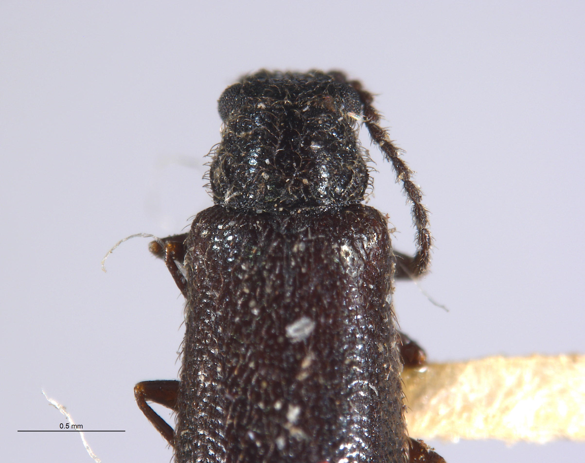 Dasytes nevadensis image