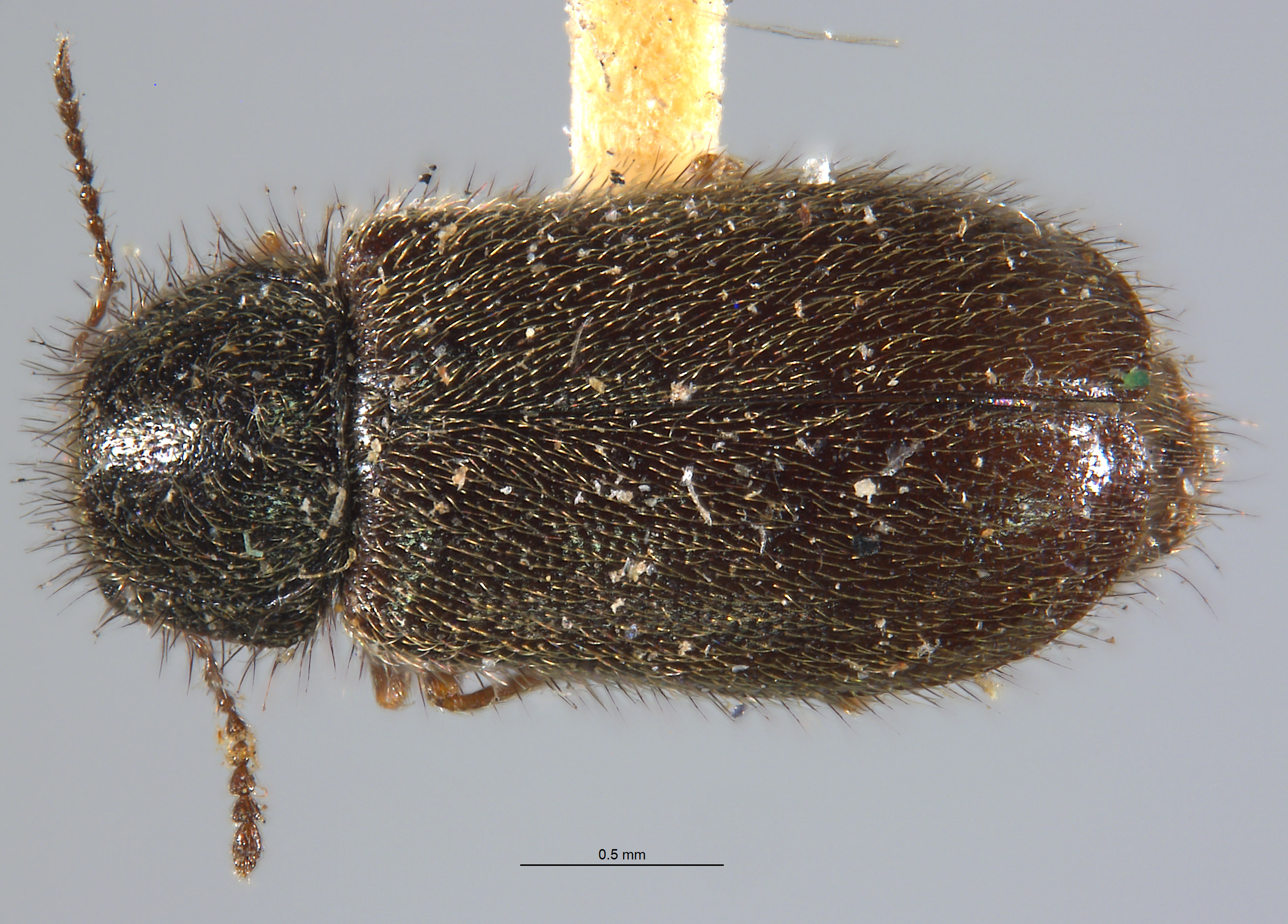 Dasytes shastensis image