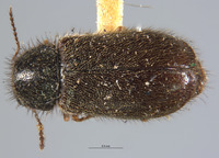Dasytes shastensis image