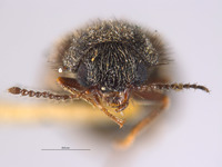 Dasytes shastensis image