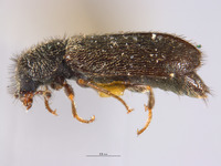 Dasytes shastensis image