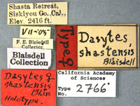 Dasytes shastensis image