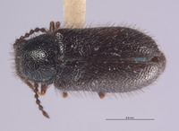 Dasytes vicinus image