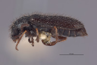 Dasytes vicinus image