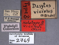 Dasytes vicinus image