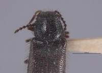 Dasytes vicinus image