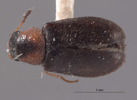 Mecomycter liebecki image