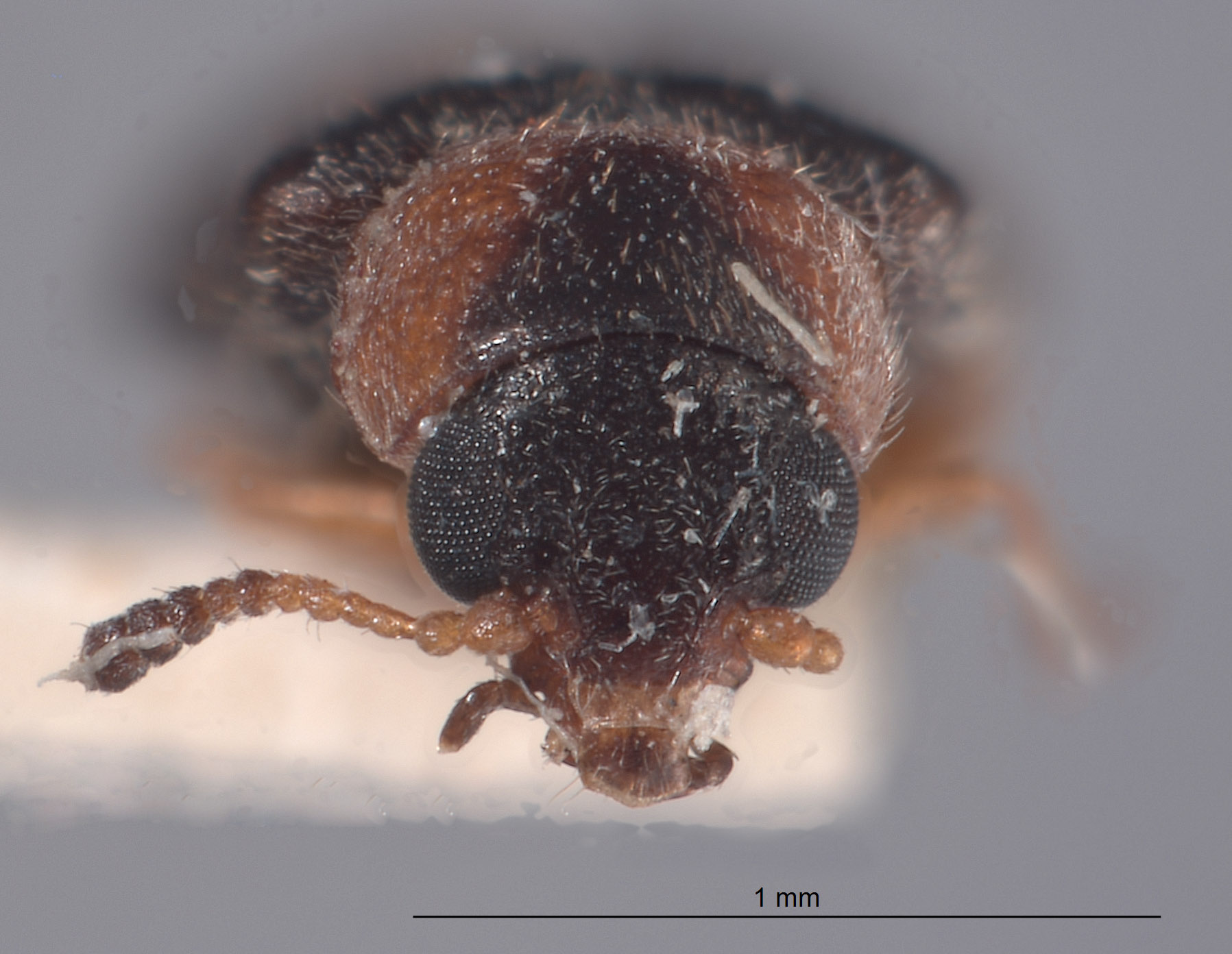 Mecomycter liebecki image