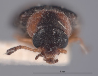 Mecomycter liebecki image