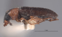 Mecomycter liebecki image