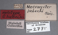 Mecomycter liebecki image