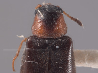 Mecomycter liebecki image