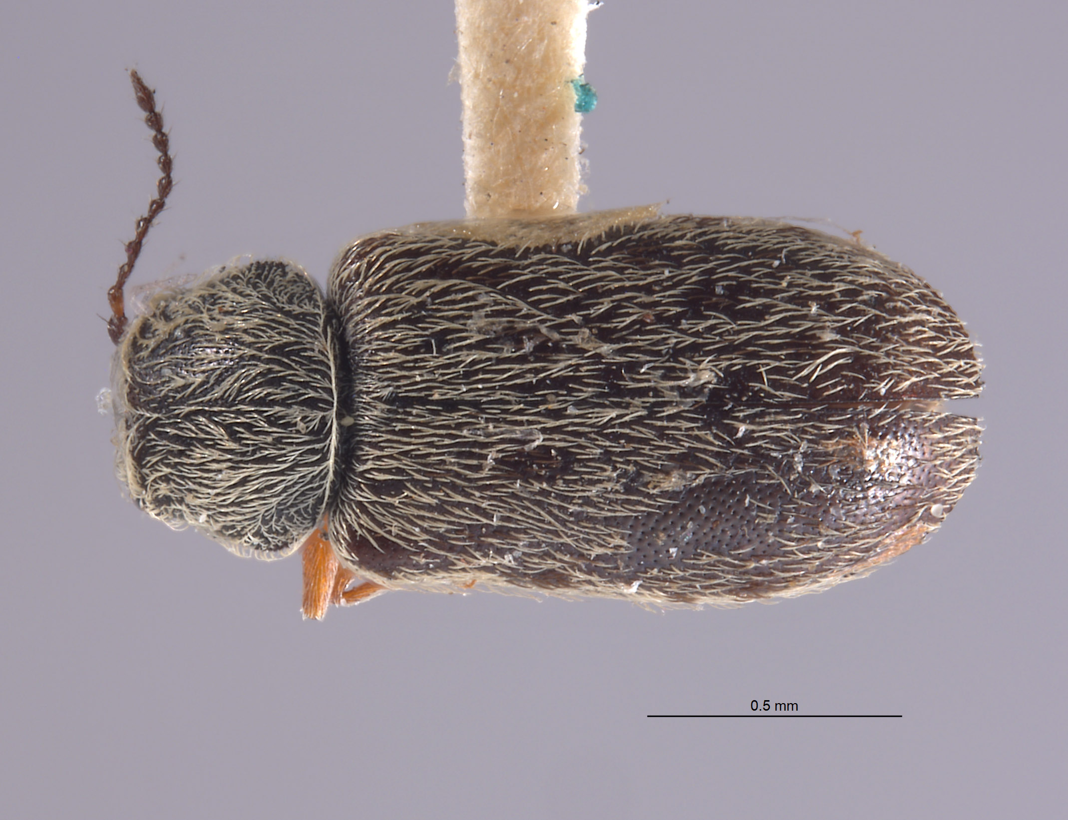 Dasytastes maculatus image