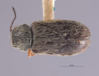 Dasytastes maculatus image