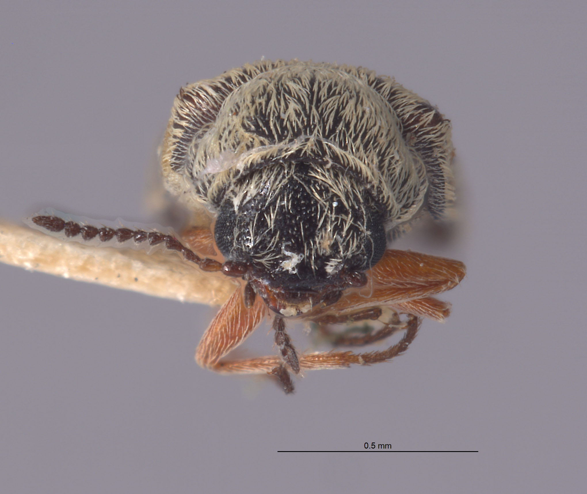 Dasytastes maculatus image