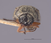 Dasytastes maculatus image