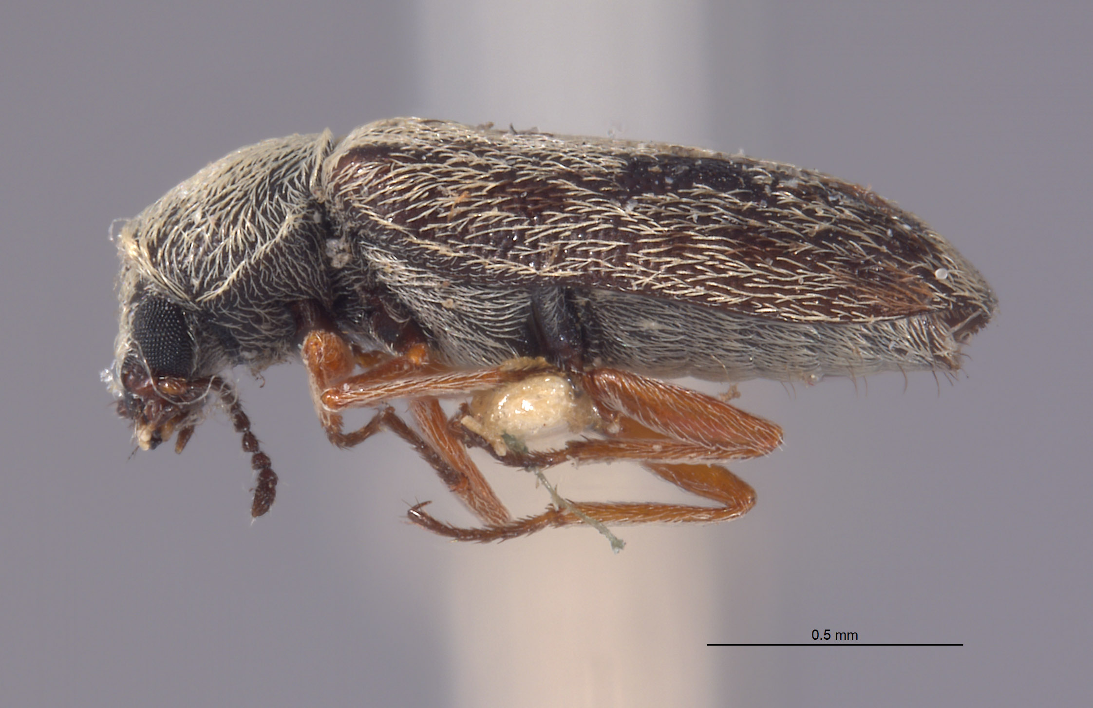 Dasytastes maculatus image