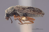 Dasytastes maculatus image