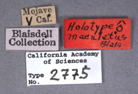 Dasytastes maculatus image