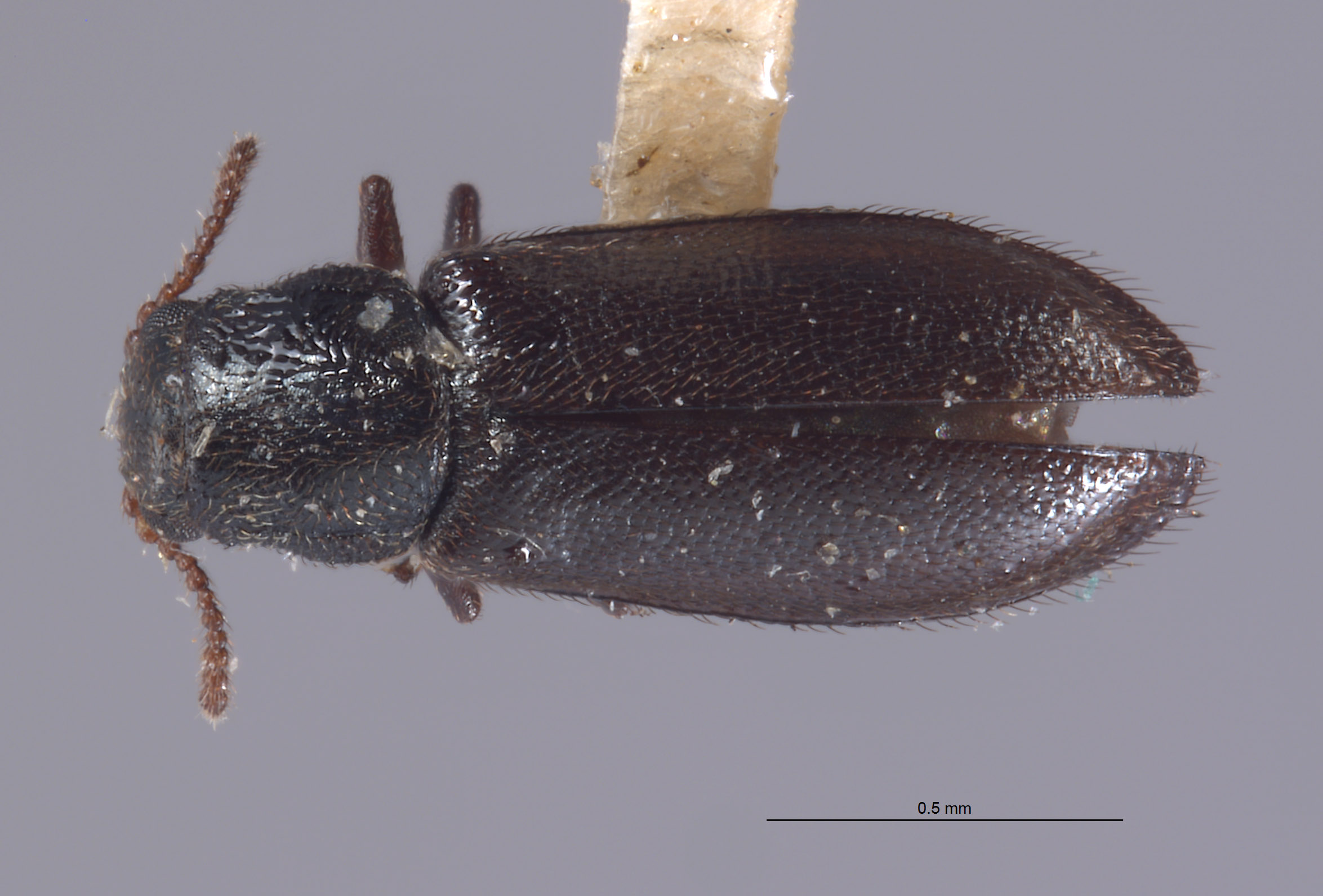 Eschatocrepis nigripes image