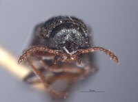 Eschatocrepis nigripes image