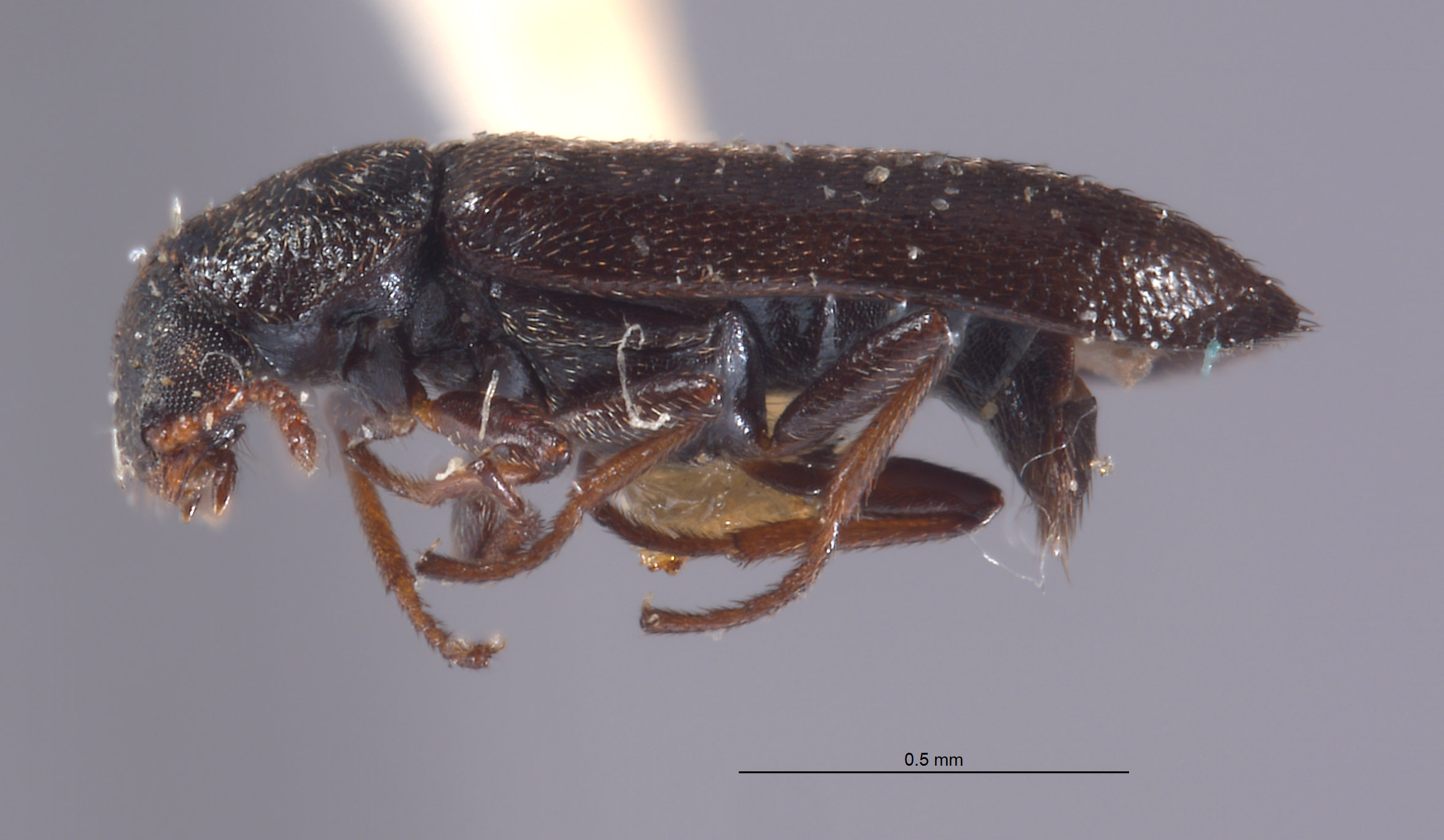 Eschatocrepis nigripes image