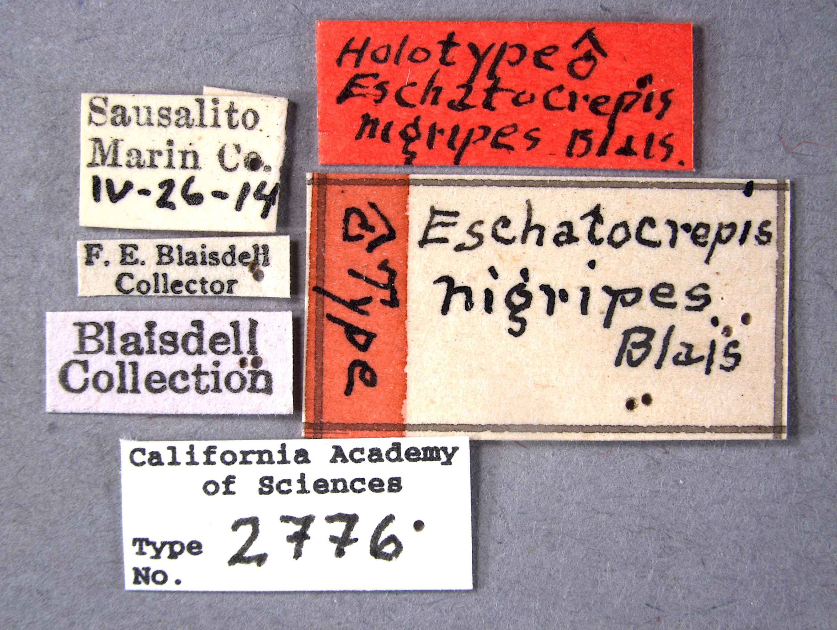 Eschatocrepis nigripes image