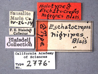 Eschatocrepis nigripes image