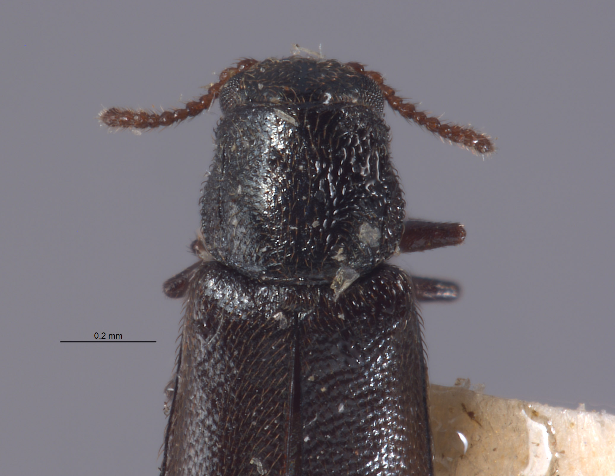 Eschatocrepis nigripes image