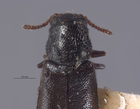 Eschatocrepis nigripes image