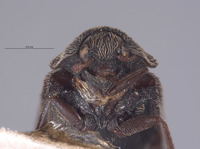 Perimegatoma giffardi image