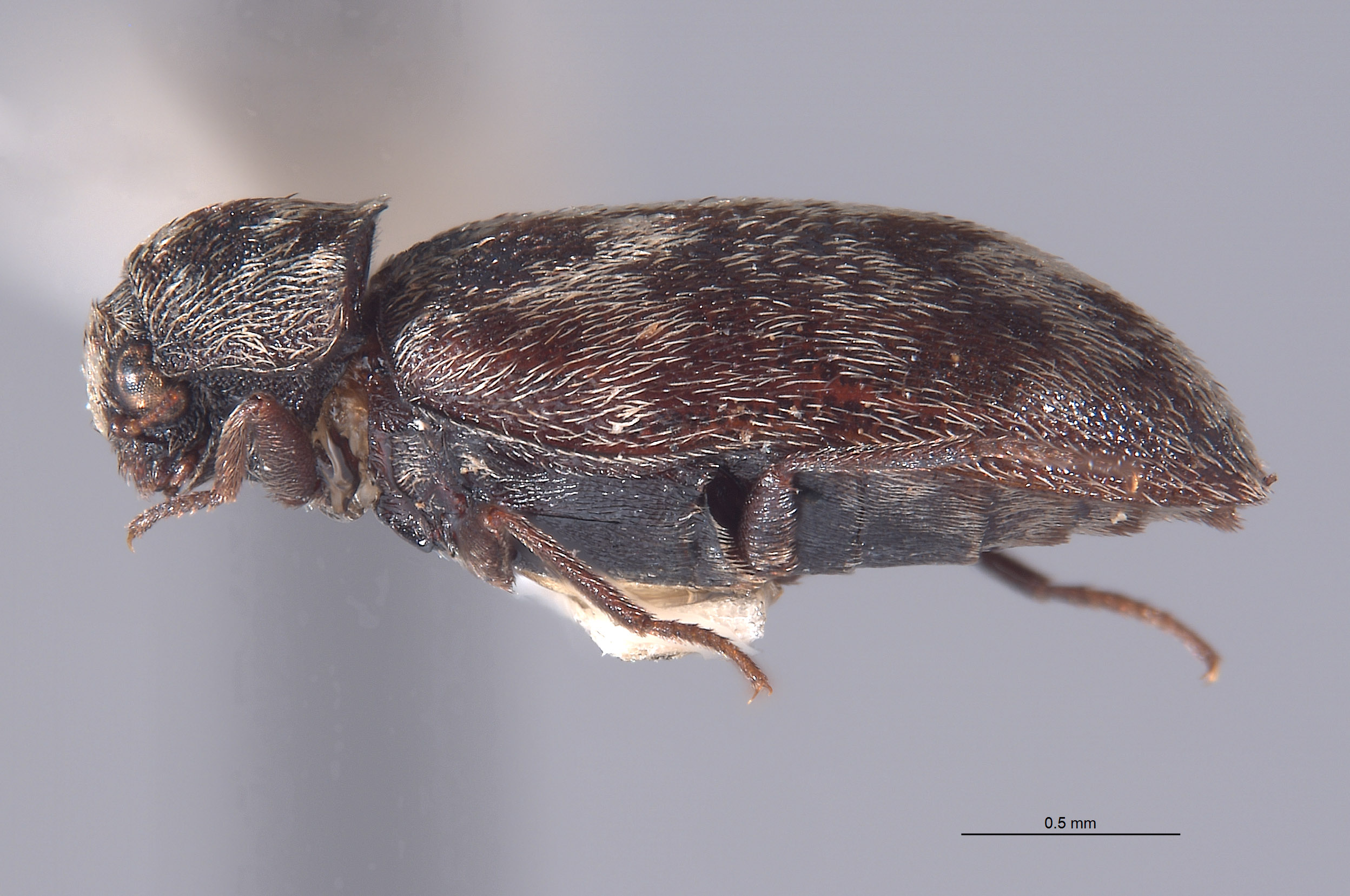 Perimegatoma giffardi image