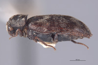Perimegatoma giffardi image