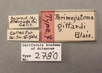 Perimegatoma giffardi image