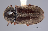 Trichochrous blackwelderi image