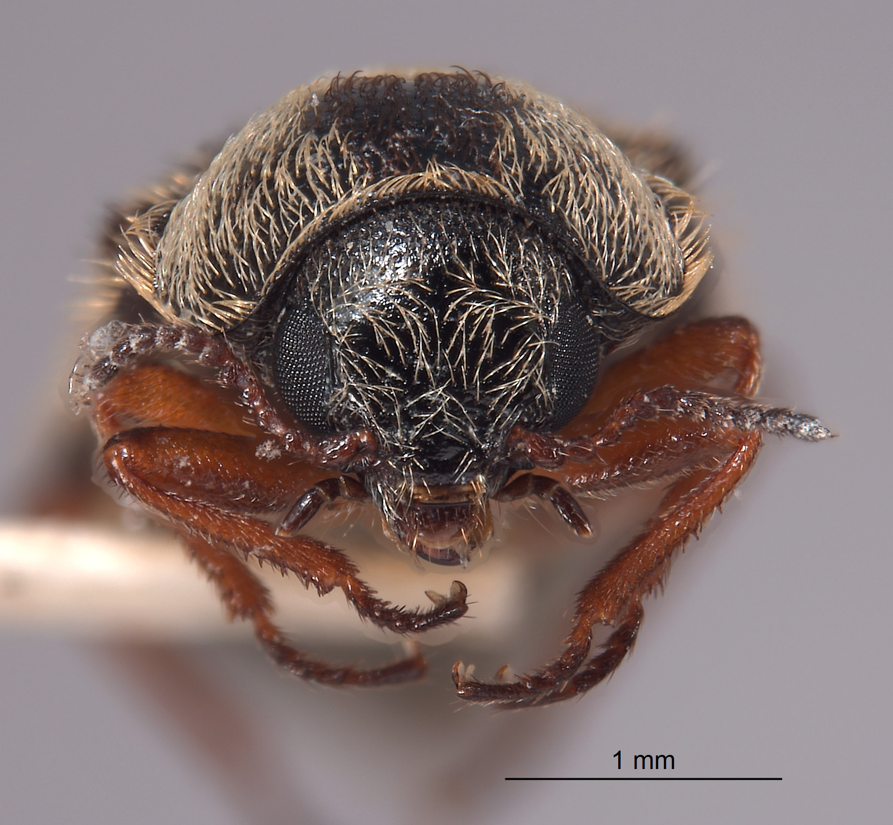 Trichochrous blackwelderi image