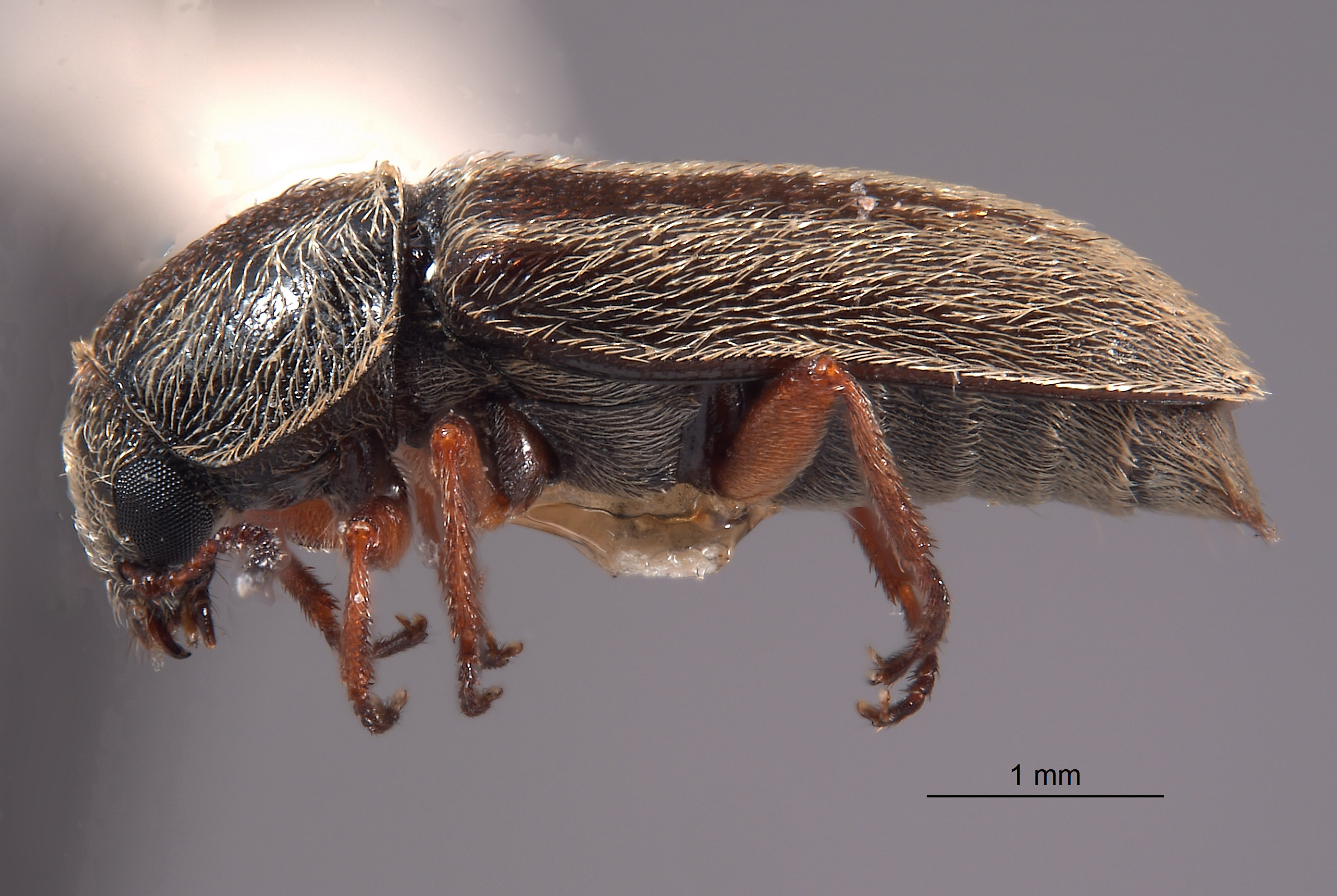 Trichochrous blackwelderi image