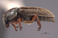 Trichochrous blackwelderi image