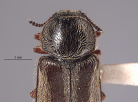 Trichochrous blackwelderi image