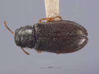 Eschatocrepis deserti image
