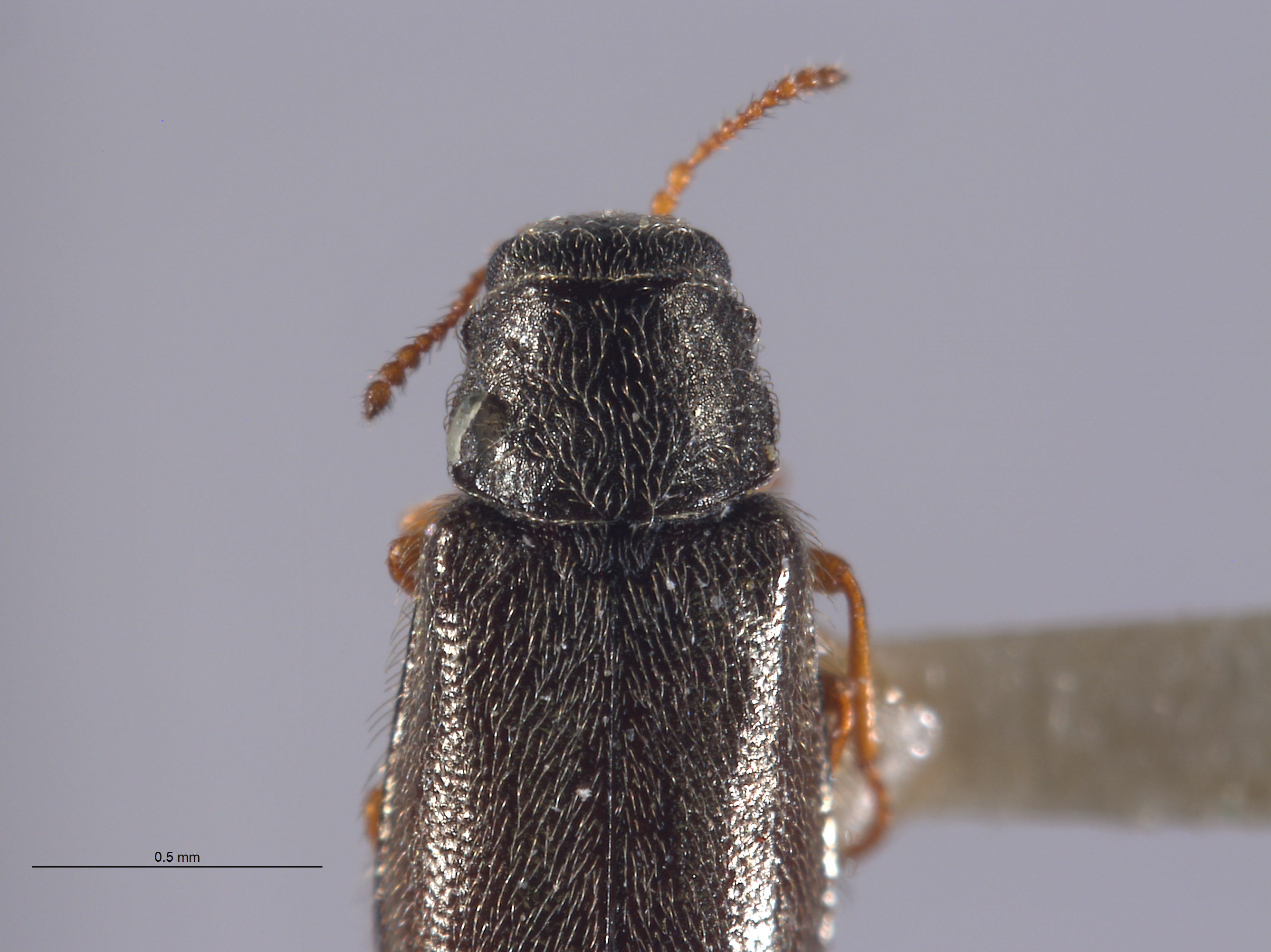 Eschatocrepis deserti image
