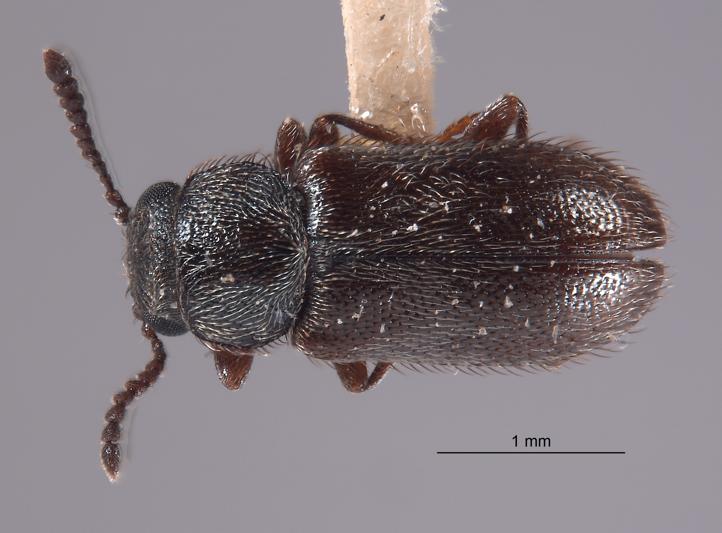 Trichochrous quadrinotatus image