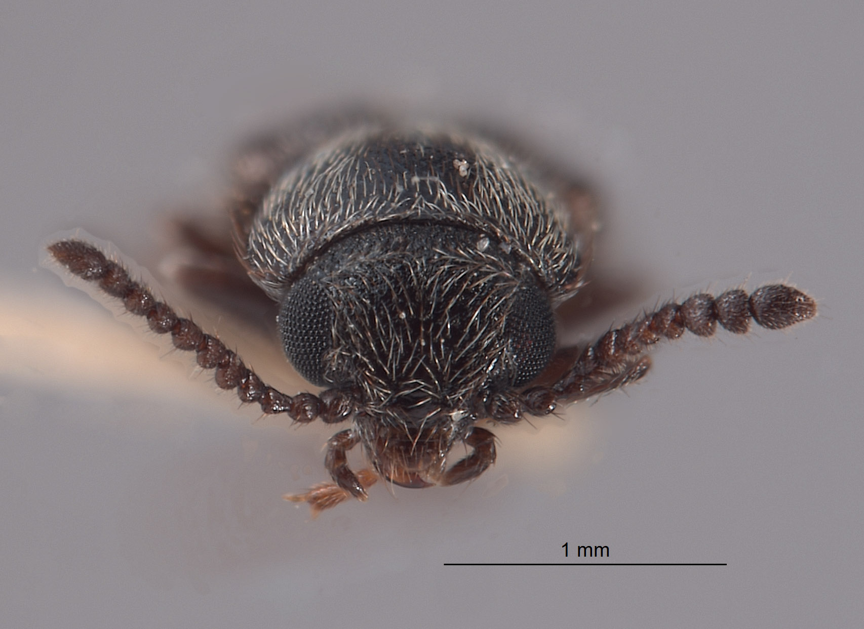 Trichochrous quadrinotatus image